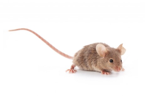 Junge Maus von vorne